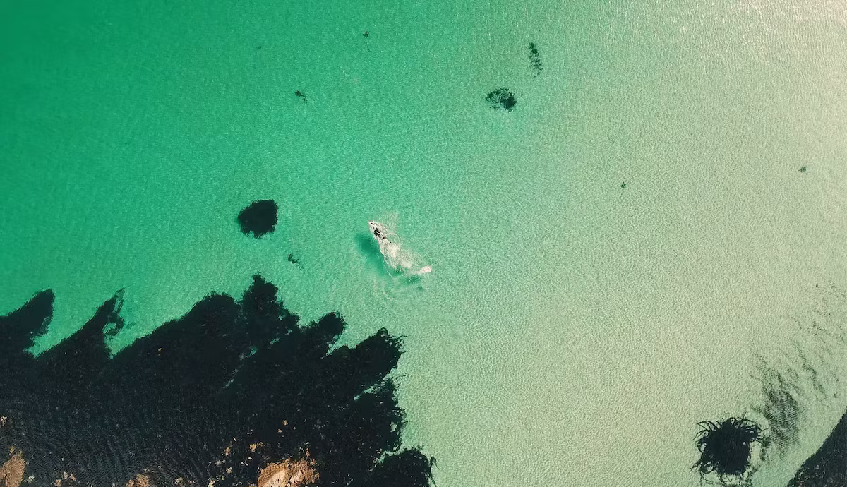 A lone wild swimmer in the turquoise shallows off Corran Sands, seen from above
